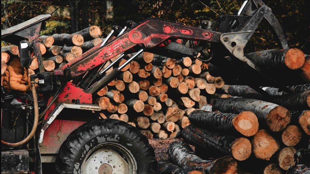 Mechanical loader handling stacked pine logs at a commercial timber yard