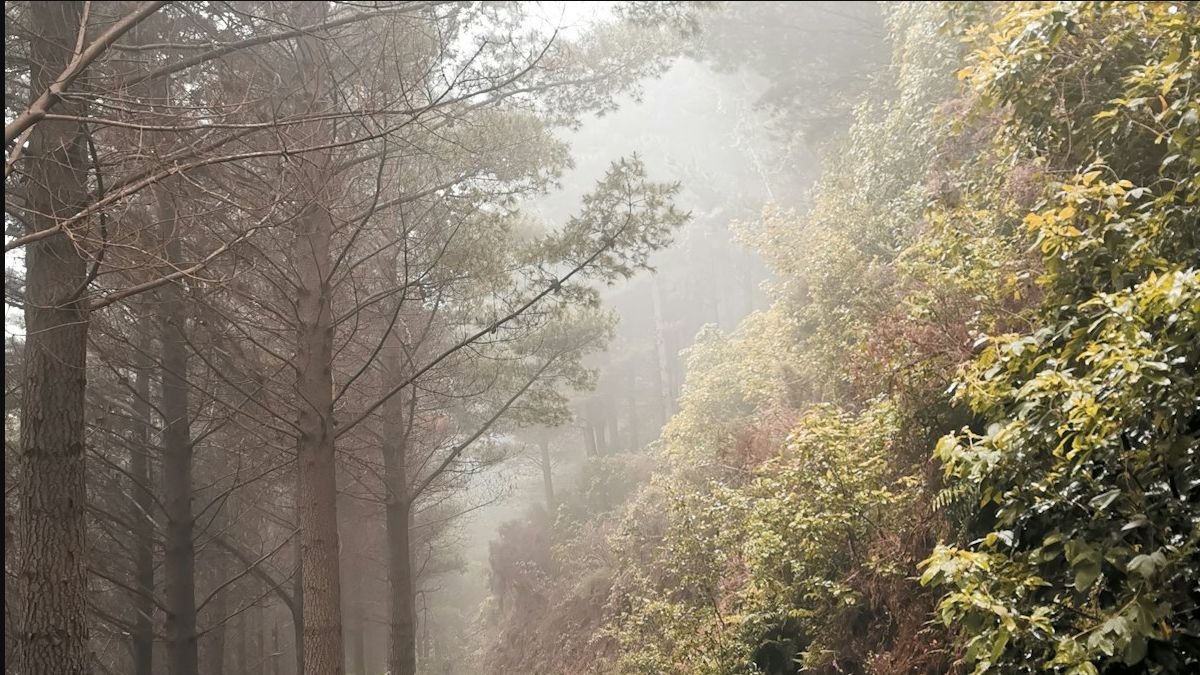 Sunlight filtering through a forest plantation