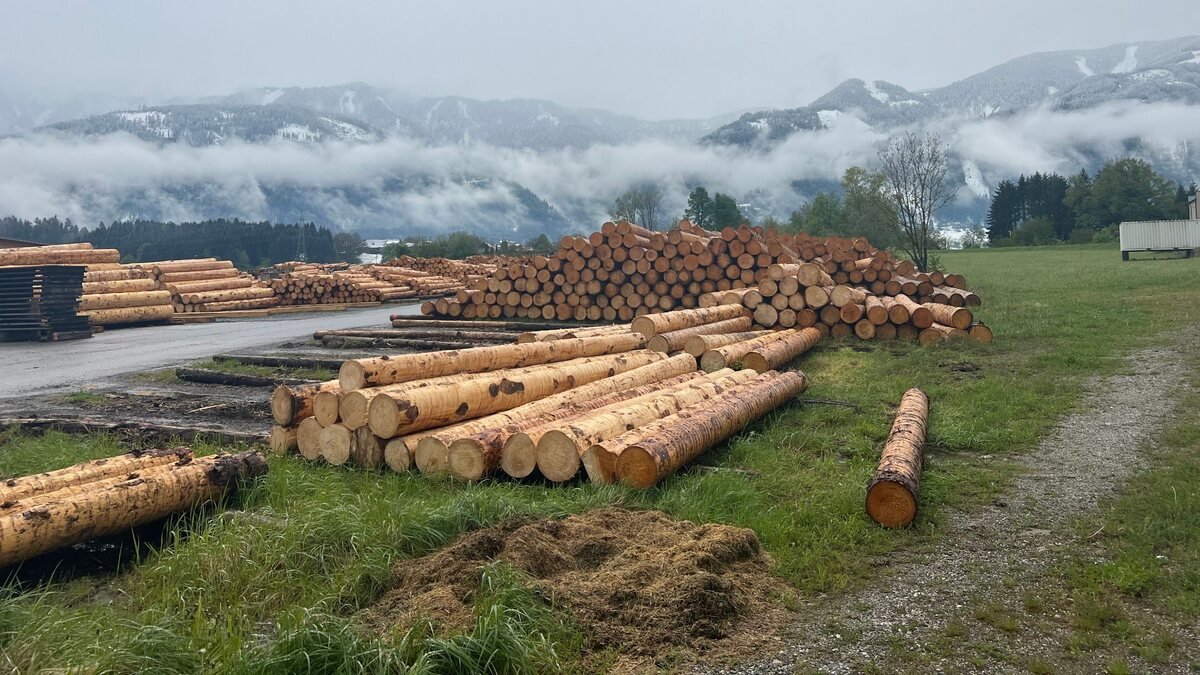 Stacks of large-diameter pine logs at a commercial timber yard